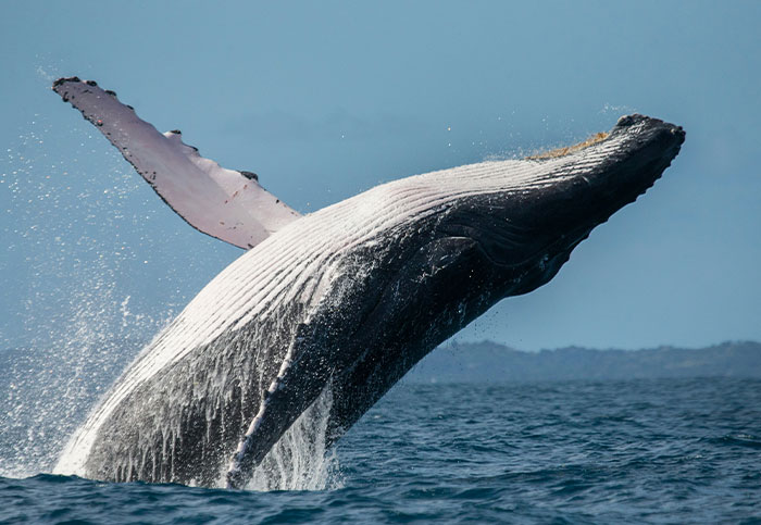 Humpback whale breaching the ocean surface, illustrating one-in-a-million stories people actually lived through.