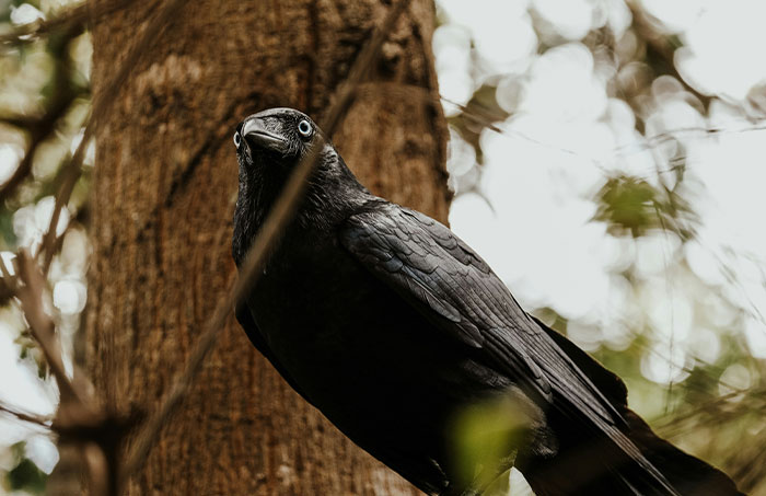 Black crow perched on a tree branch in a forest, capturing a rare one-in-a-million story of nature's mystery.