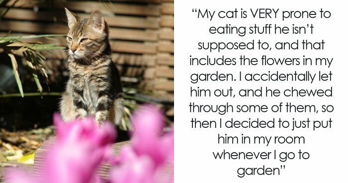 “Just Chill Out”: Single Mom Disregards Sis’s One Rule About Cat, She And Kids Get Kicked Out