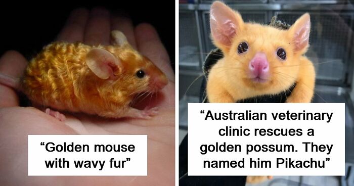 “The Government Forgot To Color This One”: 91 Stunning Color Mutations In Animals And Objects That Feel Unreal (New Pics)