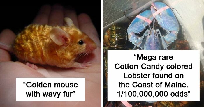 “The Government Forgot To Color This One”: 91 Stunning Color Mutations In Animals And Objects That Feel Unreal (New Pics)