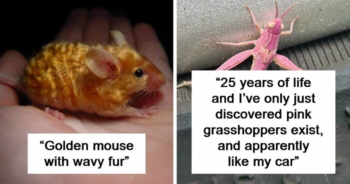 “The Government Forgot To Color This One”: 91 Stunning Color Mutations In Animals And Objects That Feel Unreal (New Pics)