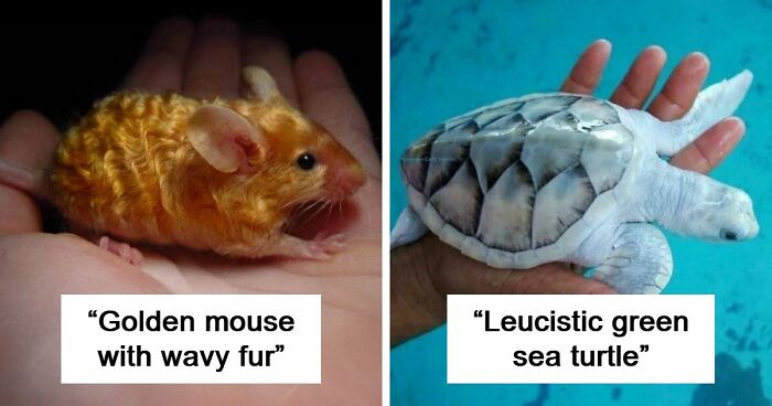 “The Government Forgot To Color This One”: 91 Stunning Color Mutations In Animals And Objects That Feel Unreal (New Pics)