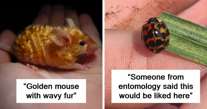 “The Government Forgot To Color This One”: 91 Stunning Color Mutations In Animals And Objects That Feel Unreal (New Pics)
