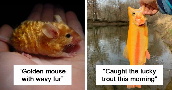 “The Government Forgot To Color This One”: 91 Stunning Color Mutations In Animals And Objects That Feel Unreal (New Pics)