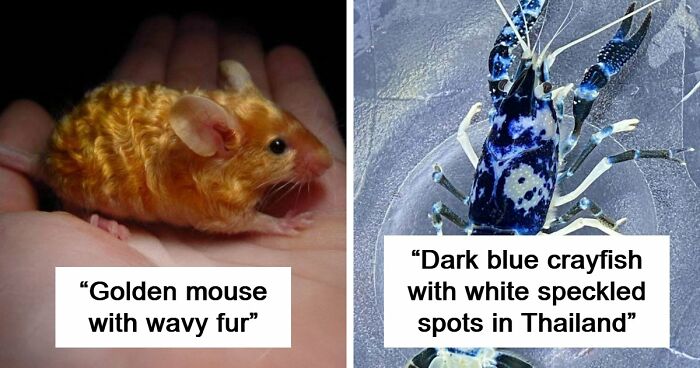 “The Government Forgot To Color This One”: 91 Stunning Color Mutations In Animals And Objects That Feel Unreal (New Pics)