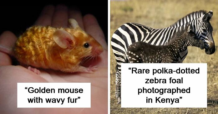 “The Government Forgot To Color This One”: 91 Stunning Color Mutations In Animals And Objects That Feel Unreal (New Pics)