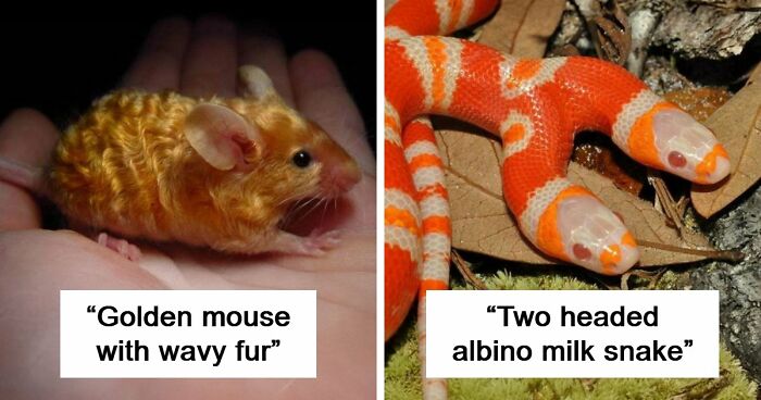 “The Government Forgot To Color This One”: 91 Stunning Color Mutations In Animals And Objects That Feel Unreal (New Pics)
