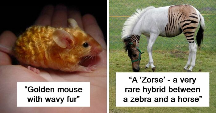 “The Government Forgot To Color This One”: 91 Stunning Color Mutations In Animals And Objects That Feel Unreal (New Pics)