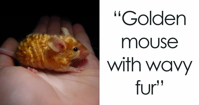 “The Government Forgot To Color This One”: 91 Stunning Color Mutations In Animals And Objects That Feel Unreal (New Pics)