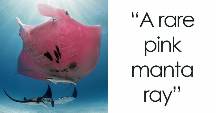 “The Government Forgot To Color This One”: 91 Stunning Color Mutations In Animals And Objects That Feel Unreal (New Pics)