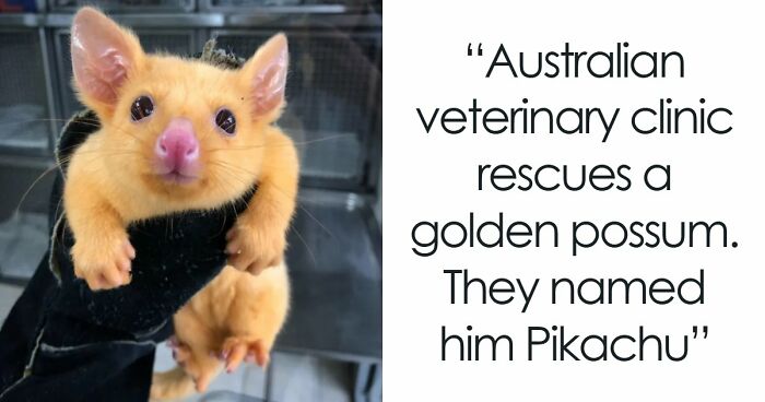 “The Government Forgot To Color This One”: 91 Stunning Color Mutations In Animals And Objects That Feel Unreal (New Pics)