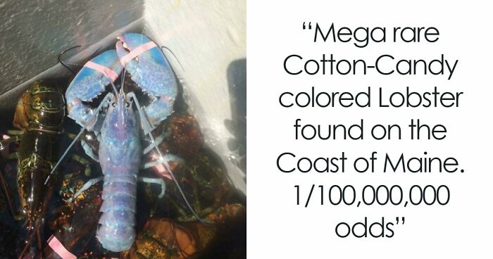 “The Government Forgot To Color This One”: 91 Stunning Color Mutations In Animals And Objects That Feel Unreal (New Pics)