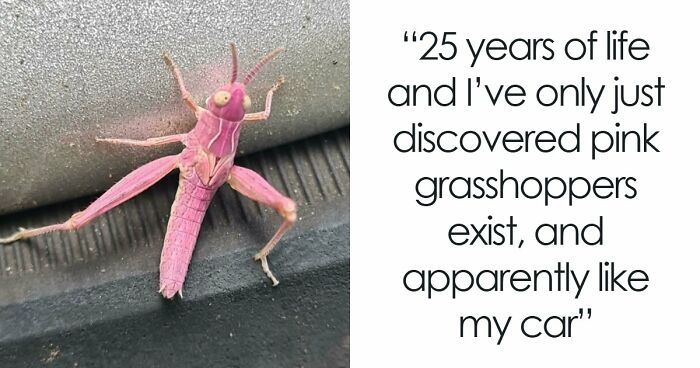 “The Government Forgot To Color This One”: 91 Stunning Color Mutations In Animals And Objects That Feel Unreal (New Pics)