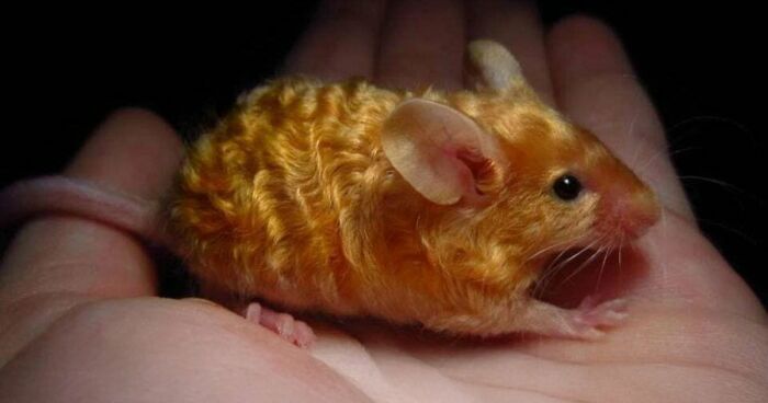 “The Government Forgot To Color This One”: 91 Stunning Color Mutations In Animals And Objects That Feel Unreal (New Pics)