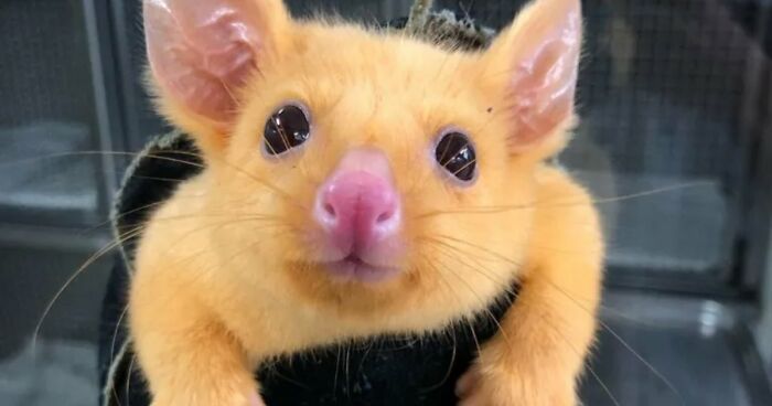 “The Government Forgot To Color This One”: 91 Stunning Color Mutations In Animals And Objects That Feel Unreal (New Pics)