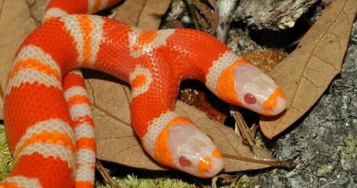 “The Government Forgot To Color This One”: 91 Stunning Color Mutations In Animals And Objects That Feel Unreal (New Pics)