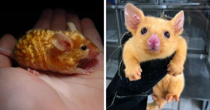 “The Government Forgot To Color This One”: 91 Stunning Color Mutations In Animals And Objects That Feel Unreal (New Pics)