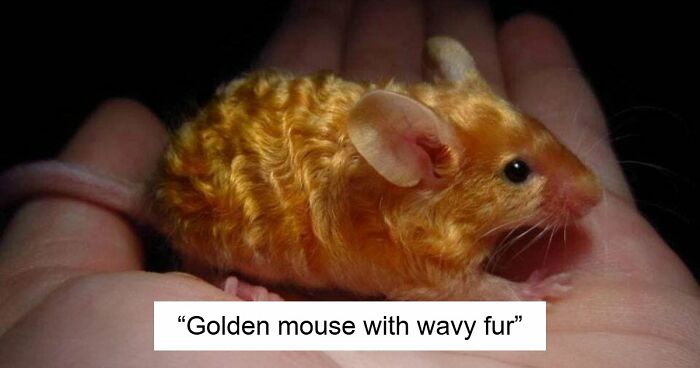 “The Government Forgot To Color This One”: 91 Stunning Color Mutations In Animals And Objects That Feel Unreal (New Pics)