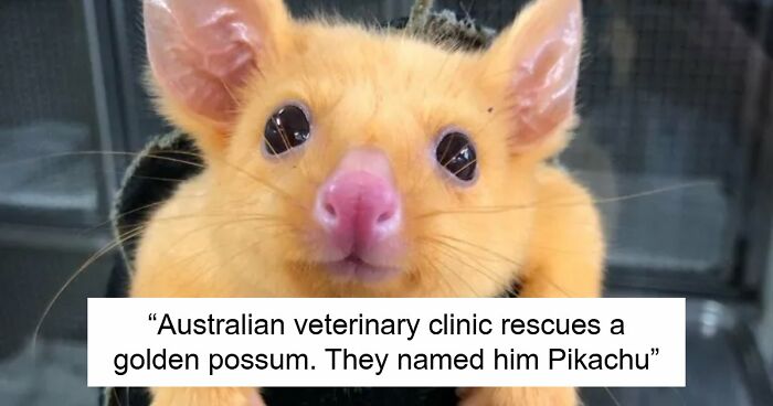 “The Government Forgot To Color This One”: 91 Stunning Color Mutations In Animals And Objects That Feel Unreal (New Pics)