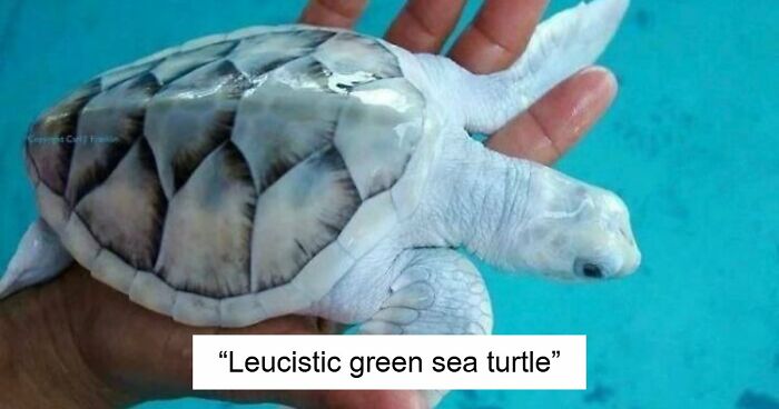 “The Government Forgot To Color This One”: 91 Stunning Color Mutations In Animals And Objects That Feel Unreal (New Pics)