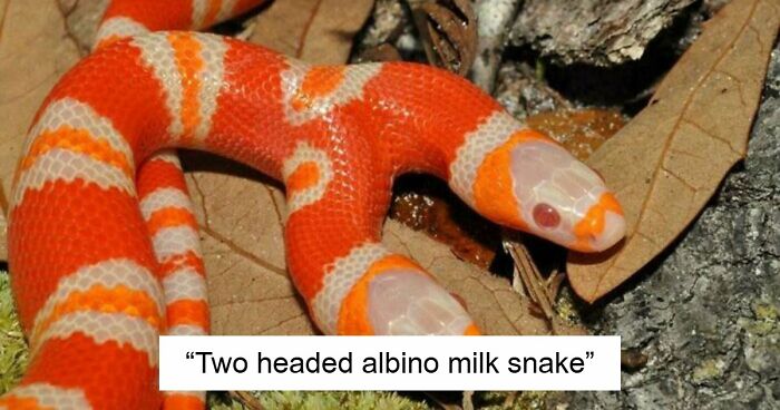 “The Government Forgot To Color This One”: 91 Stunning Color Mutations In Animals And Objects That Feel Unreal (New Pics)