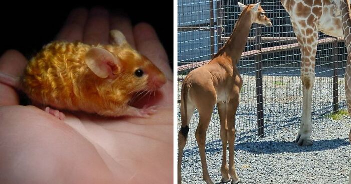 “The Government Forgot To Color This One”: 91 Stunning Color Mutations In Animals And Objects That Feel Unreal (New Pics)