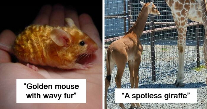 “The Government Forgot To Color This One”: 91 Stunning Color Mutations In Animals And Objects That Feel Unreal (New Pics)