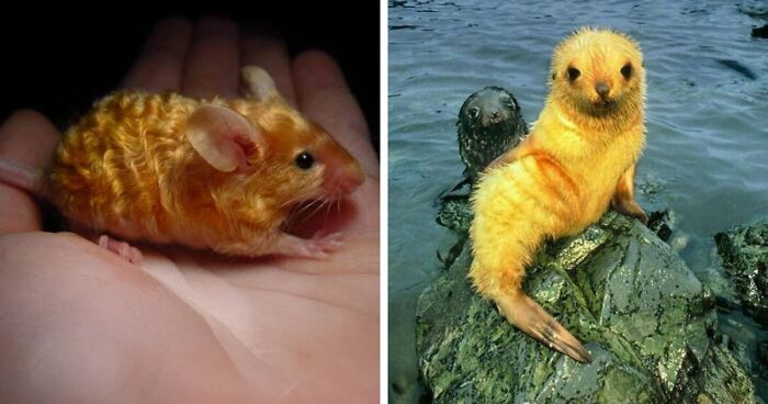 “The Government Forgot To Color This One”: 91 Stunning Color Mutations In Animals And Objects That Feel Unreal (New Pics)