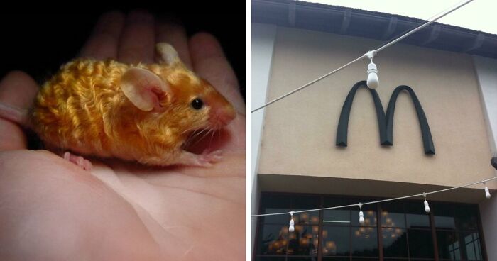 “The Government Forgot To Color This One”: 91 Stunning Color Mutations In Animals And Objects That Feel Unreal (New Pics)