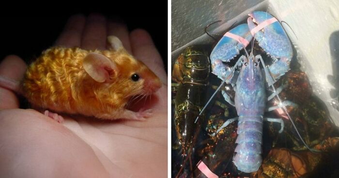“The Government Forgot To Color This One”: 91 Stunning Color Mutations In Animals And Objects That Feel Unreal (New Pics)