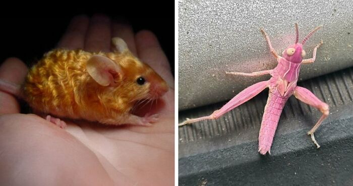 “The Government Forgot To Color This One”: 91 Stunning Color Mutations In Animals And Objects That Feel Unreal (New Pics)
