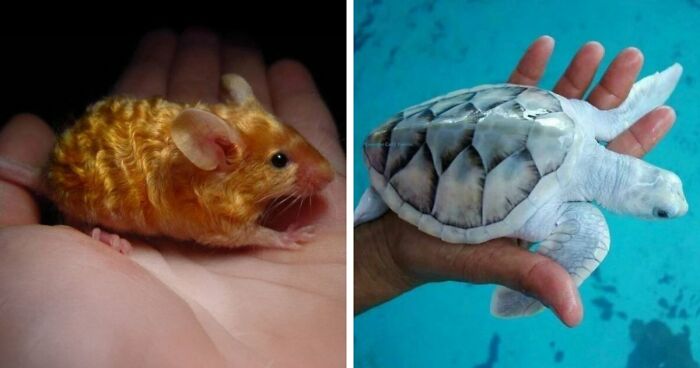 “The Government Forgot To Color This One”: 91 Stunning Color Mutations In Animals And Objects That Feel Unreal (New Pics)