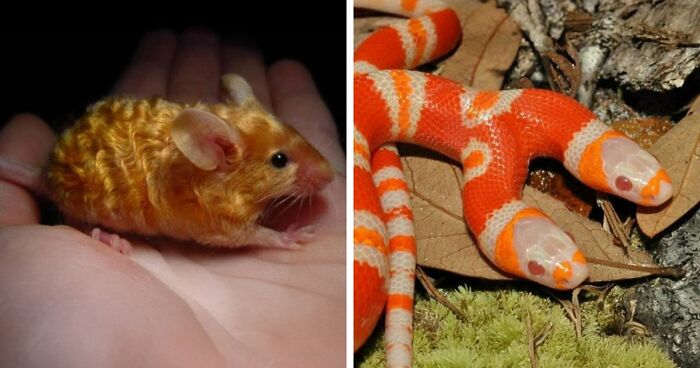 “The Government Forgot To Color This One”: 91 Stunning Color Mutations In Animals And Objects That Feel Unreal (New Pics)
