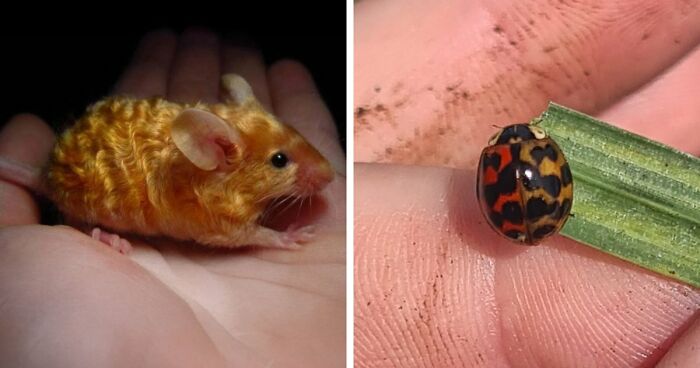 “The Government Forgot To Color This One”: 77 Stunning Color Mutations In Animals And Objects That Feel Unreal (New Pics)
