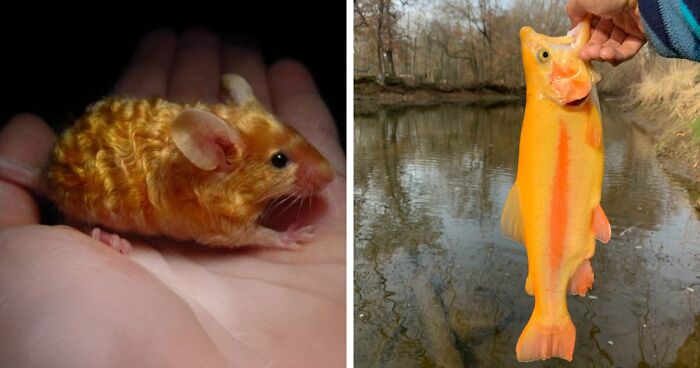“The Government Forgot To Color This One”: 91 Stunning Color Mutations In Animals And Objects That Feel Unreal (New Pics)