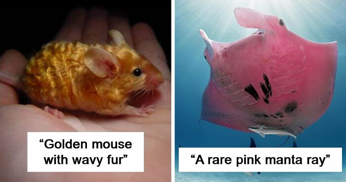 “The Government Forgot To Color This One”: 91 Stunning Color Mutations In Animals And Objects That Feel Unreal (New Pics)