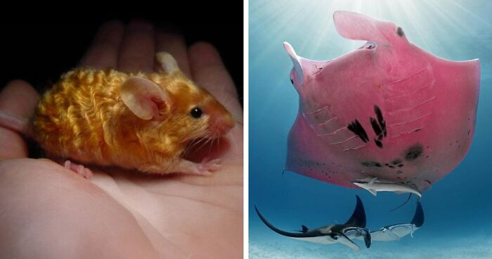 “The Government Forgot To Color This One”: 91 Stunning Color Mutations In Animals And Objects That Feel Unreal (New Pics)