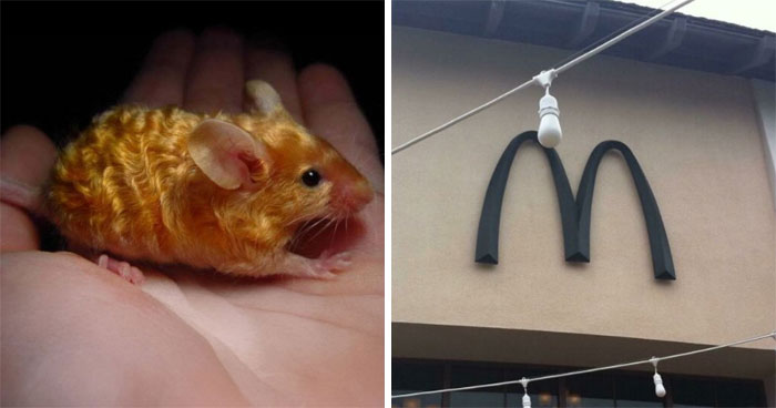 “The Government Forgot To Color This One”: 77 Stunning Color Mutations In Animals And Objects That Feel Unreal (New Pics)