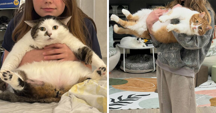 33 Obese Cats Who Are Now Learning To Live Healthier Lives At This Feline Sanctuary