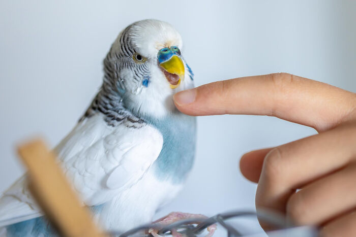 Person gently touching a talking budgie, illustrating unconventional family traditions with unique pet interactions.