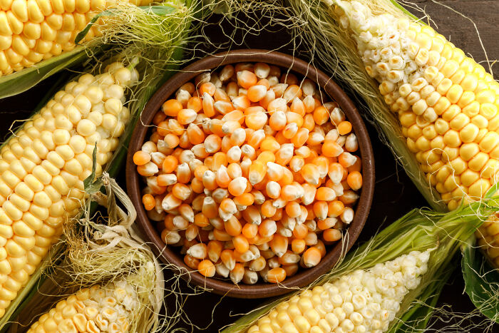Bowl of popcorn kernels surrounded by corn cobs highlighting unconventional family traditions and unique food customs.