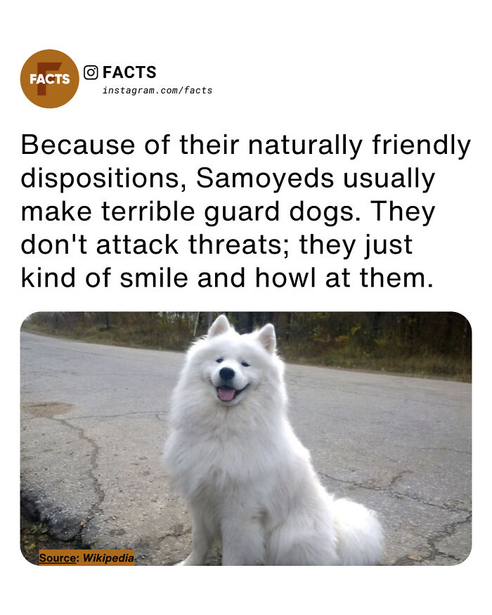 Friendly Samoyed dog sitting outdoors with a smiling expression, illustrating an interesting fact for daily brain-care.