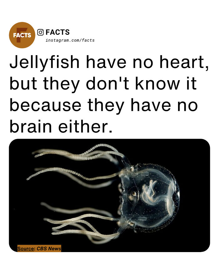 Transparent jellyfish with long tentacles illustrating interesting facts for daily brain-care and enlightenment.