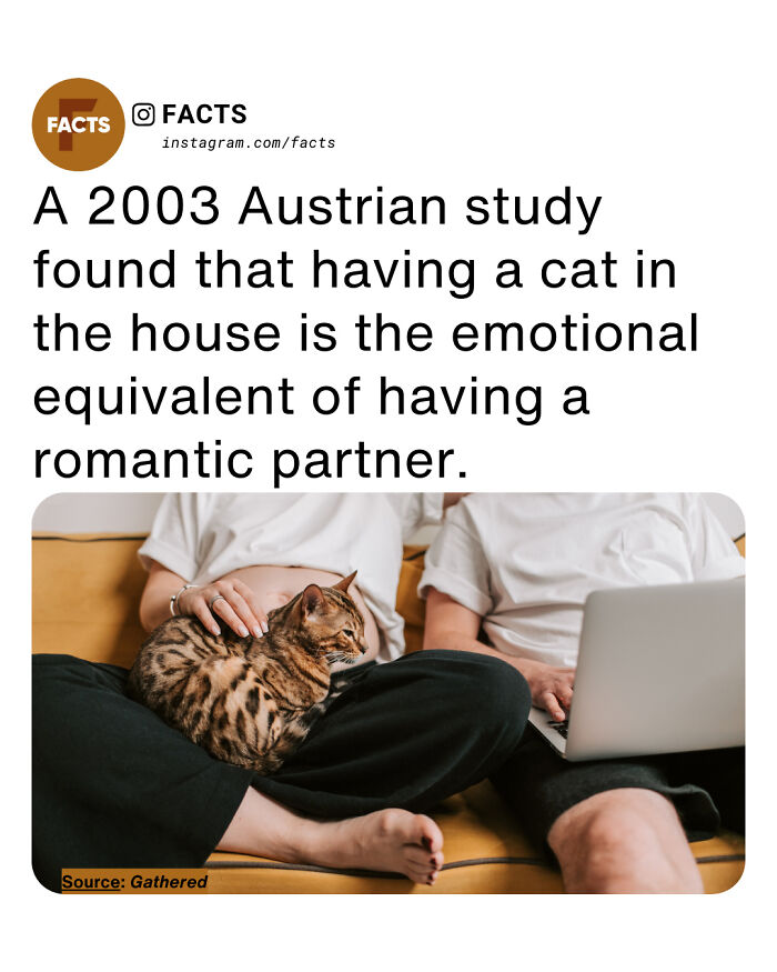 A person sitting with a cat on their lap while another uses a laptop, highlighting interesting facts for daily brain-care.