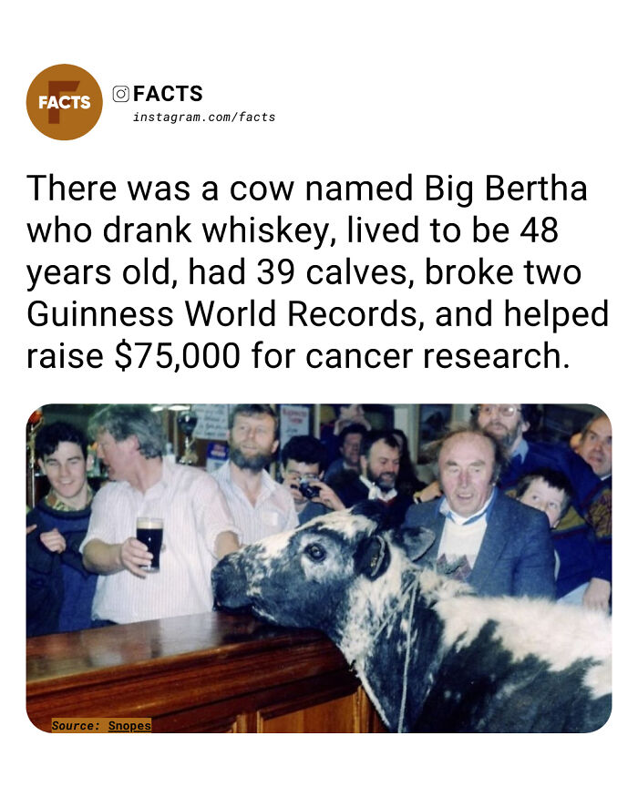 Cow named Big Bertha breaking records and raising funds featured in interesting facts for daily brain-care.
