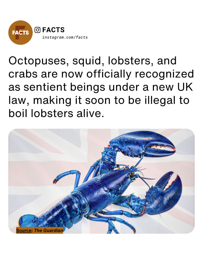 Blue lobster on a UK flag background illustrating interesting facts for daily brain-care and enlightenment.