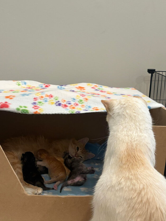 Took In A Feral And Now I'm Caring For A Litter Of Kittens