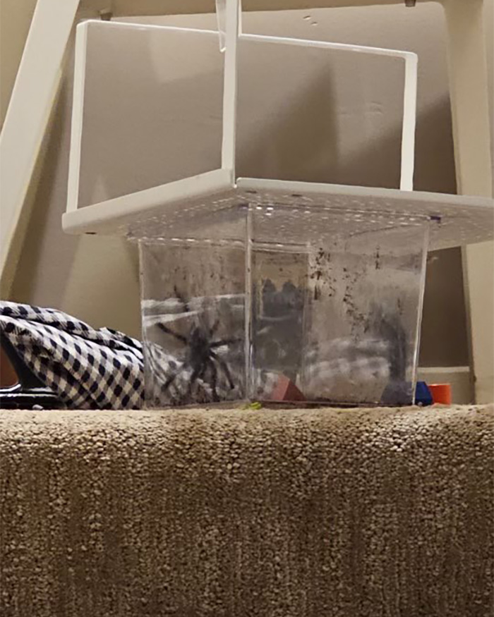 A tática selvagem da mulher para despejar seu inquilino sai pela culatra enquanto ela descobre seu destino no tribunal