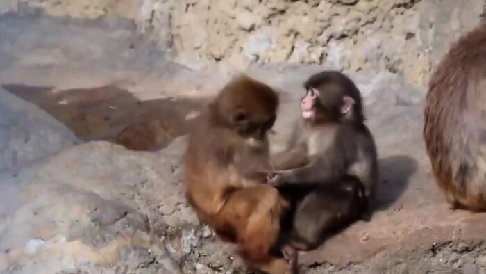 Two young monkeys interacting closely on rocky ground, showcasing interesting animal behavior in a natural setting.